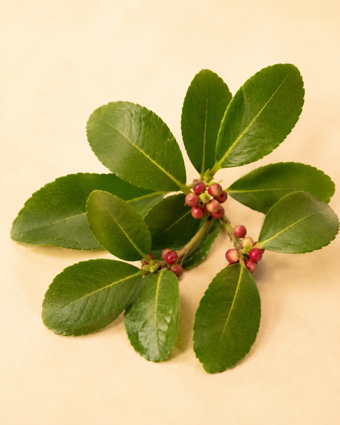 Yerba mate Ilex paraguariensis para Cociditos
